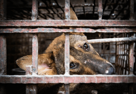 China Bans the Selling of Dog and Cat Meat