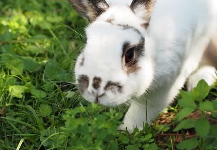 Close up of a white rabbit