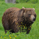 Brown Bear Erich with wet fur standin in the green grass. In front of him little yellow flowers are blossoming.