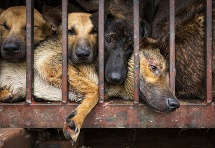 Viele Hunde in einem Käfig