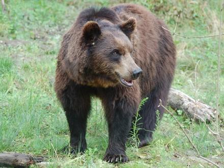Brown bear Kasia