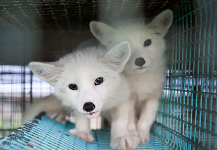 Foxes in a fur farm cage