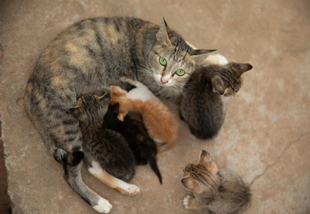 Cat with kittens
