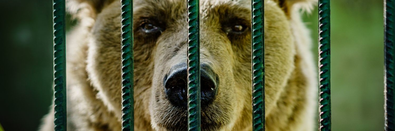 Un ours en cage en Croatie