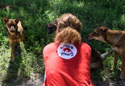 Volunteers - Animal Charity - Animal Welfare Organisation - FOUR PAWS UK