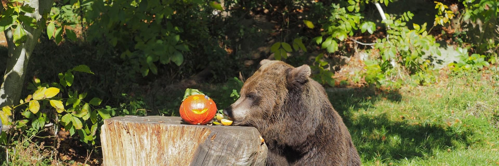Bear Emma has found a pumpkin filled with treats