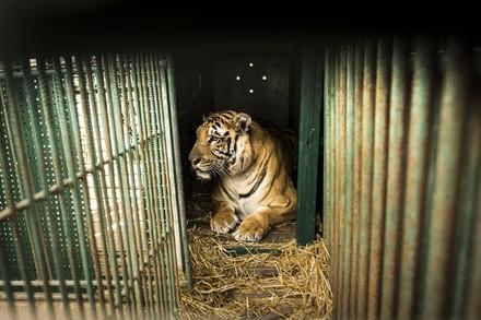 Tiger Laziz in einem Käfig im Zoo von Khan Younis in Gaza