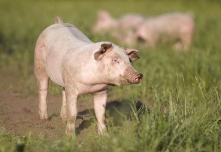 Free range pig in a field