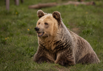 Bear Dushi at BEAR SANCTUARY Müritz