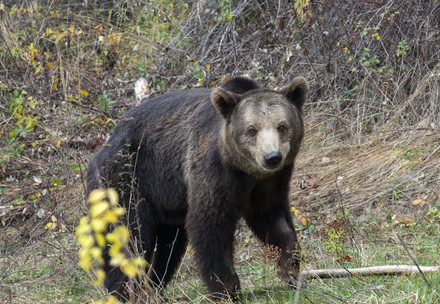 Bear Vesko at BEAR SANCTUARY Belitsa