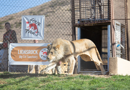 The release of the Romanian Lions