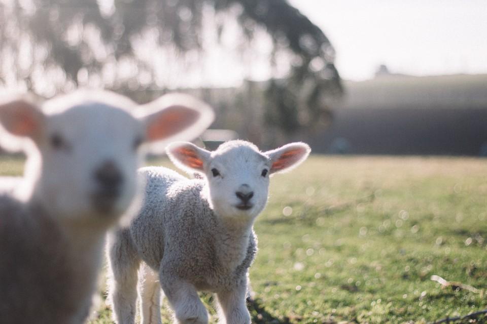Two cute lambs in a field