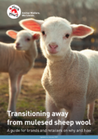 Transition vers des alternatives sans laine de mouton mulesing