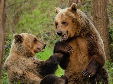 Bears Luna and Rocco at BEAR SANCTUARY Mueritz