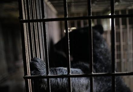 bile bears May and Binh Yen rescued