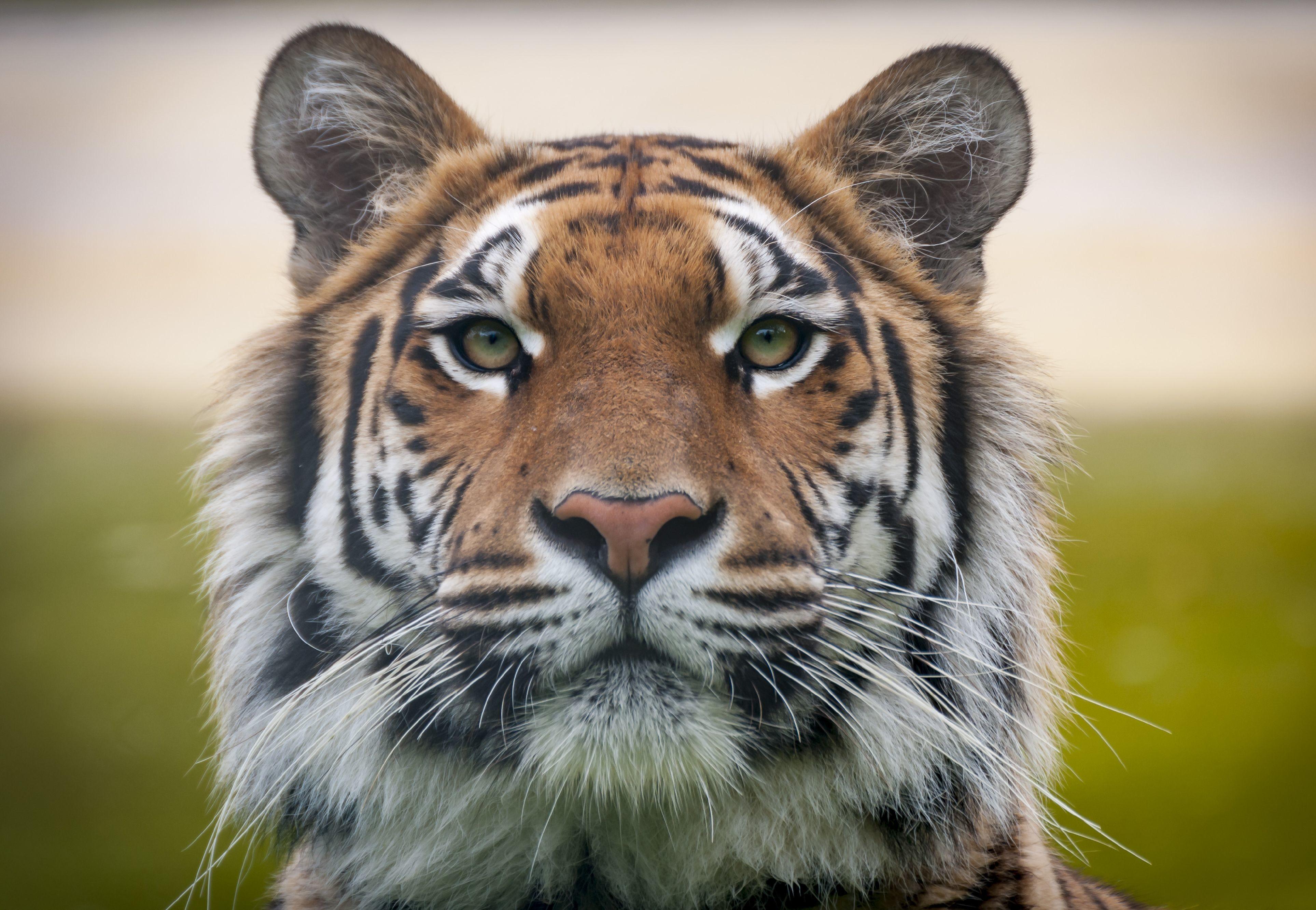 About Tigers – Also Called 