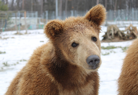  Bear Moris at BEAR SANCTUARY Domazhyr 