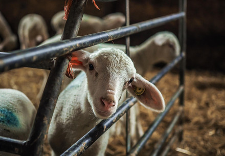 A young lamb in a holding pen