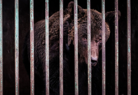 Bear behind bars in Ukraine