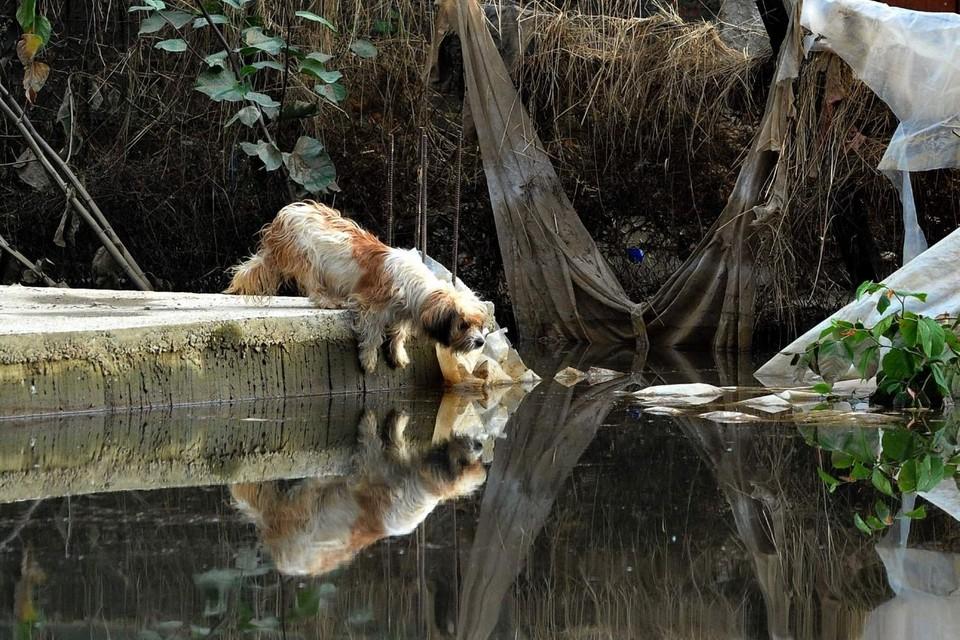 Dog in flood water