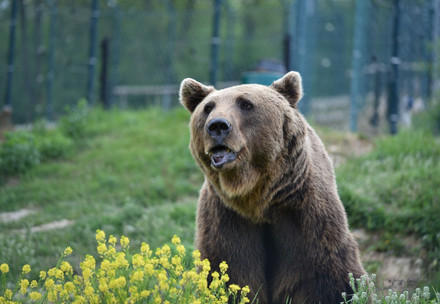 L'ours Vini à la FORÊT DES OURS de Prishtina