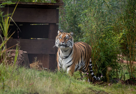 Tigerin Cara in der Wildtierstation TIERART von VIER PFOTEN