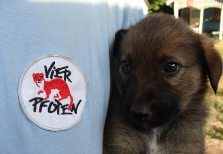 Hundewelpen wurde geimpft im Rahmen eines Projekts in Bulgarien