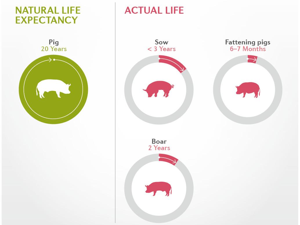 Pig - FOUR PAWS International - Animal Welfare Organisation