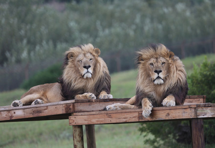 Lions Samson and Maru from the Braila Group
