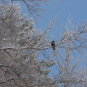 A crow is sitting on a branch of tree. The trees are covered with snow.