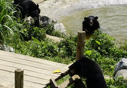 Des ours à FORÊT DES OURS de Ninh Binh