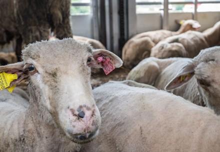 Schafe auf einem Tiertransport