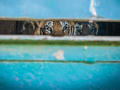 Tigers in the train