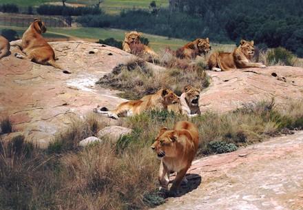 Leeuwen in LIONSROCK