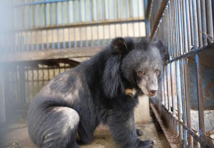 Le sauvetage des ours Chuoi, Tao, Le 