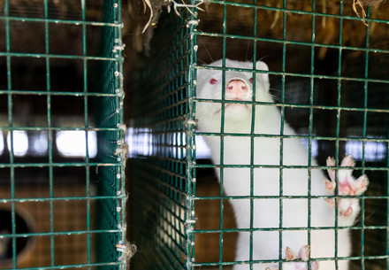 Finnish Authorities Order Mink to Be Culled on Fur Farms