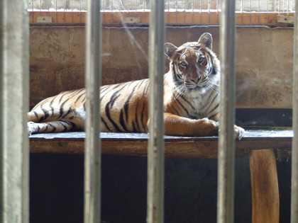 Tigre dans la cage