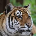 Tigress Dehli