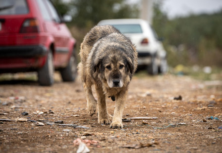 Stray dog in Kosovo 