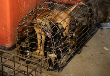 Chien dans une petite cage dans un abattoir, Cambodge