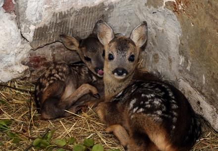 Fawns, young deer