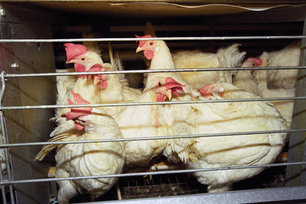 Chickens in cage
