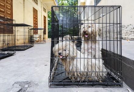 Streunerhunde Sor und Pich in Kambodscha
