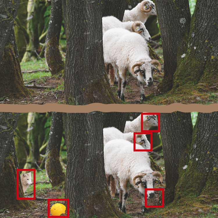 Resolution search image sheep