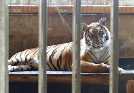 Een tijger in gevangenschap