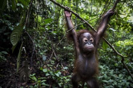 Orangutan Tegar