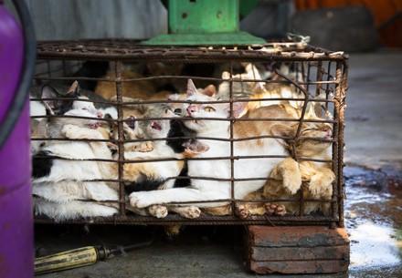 A group of cats being caged for the cat meat trade in Vietnam