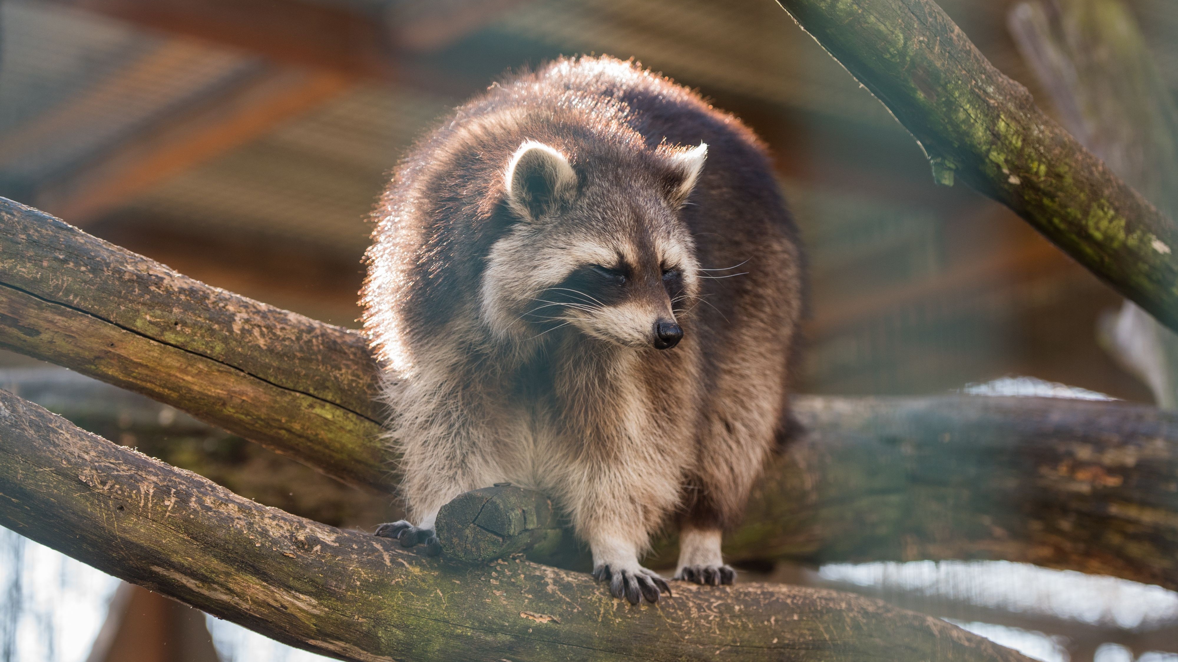 Raccoon Helge - TIERART Wild Animal Sanctuary - a FOUR PAWS project