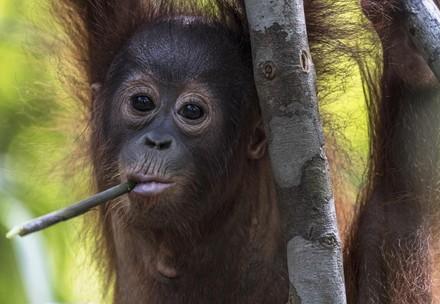 Orangutan Bhima