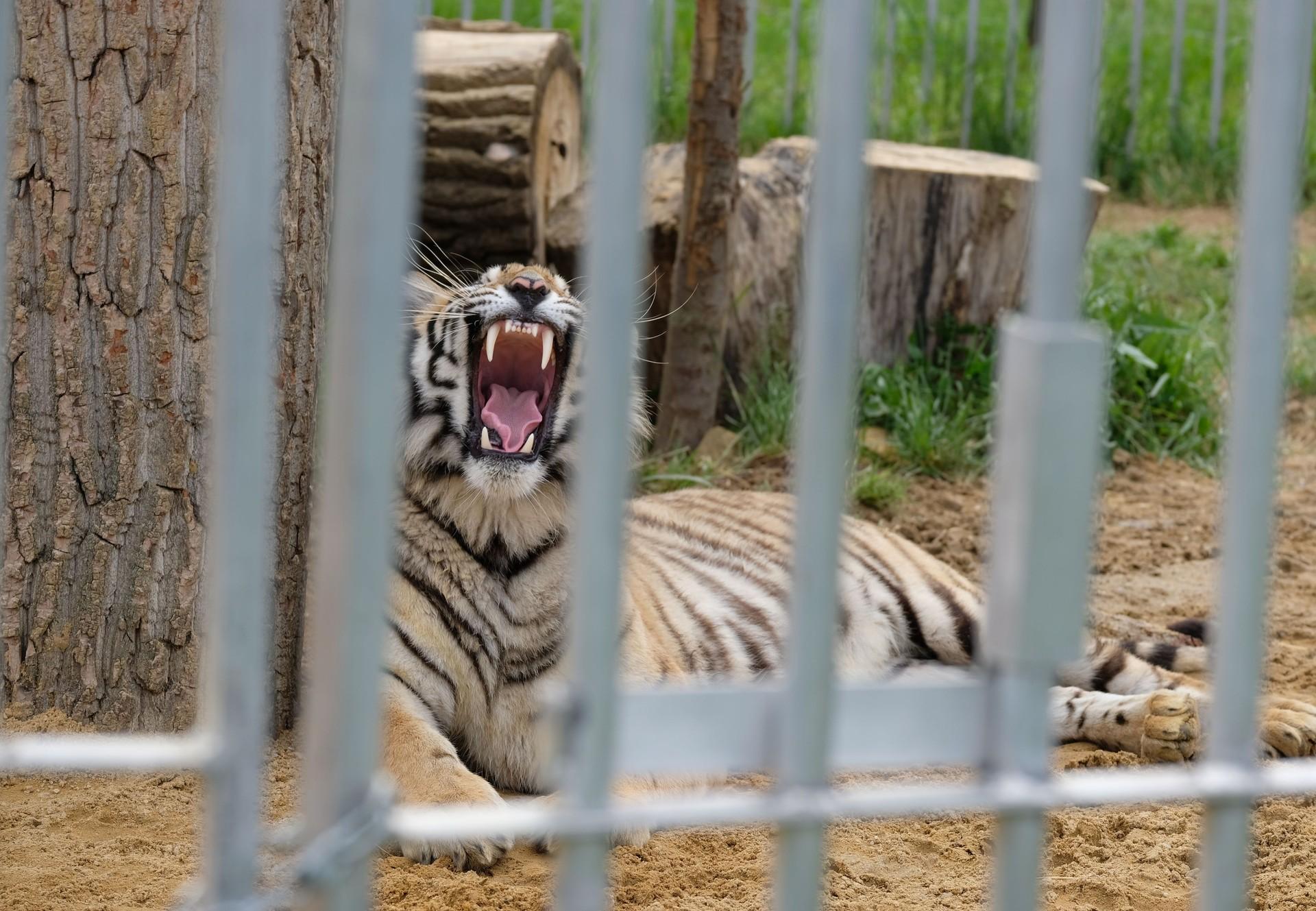 The launch of Tiger King 2 on Netflix and the suffering of captive tigers  and other big cat species in the EU and worldwide - FOUR PAWS International  - Animal Welfare Organisation